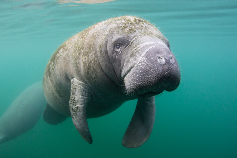 Manatee in Crystal River