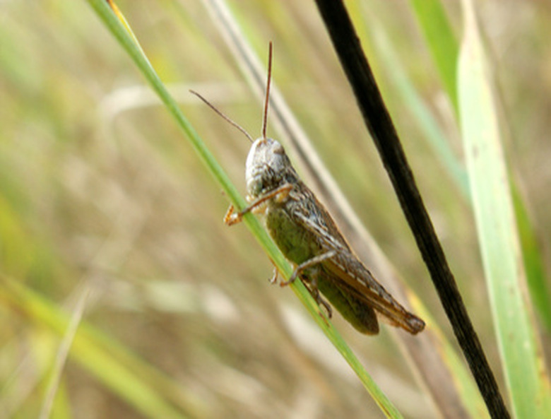 Life Cycle of a Cricket