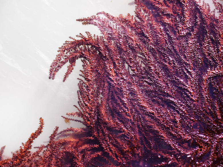 curving fronds of bright red seaweed growing on the surface of bright sunlit water