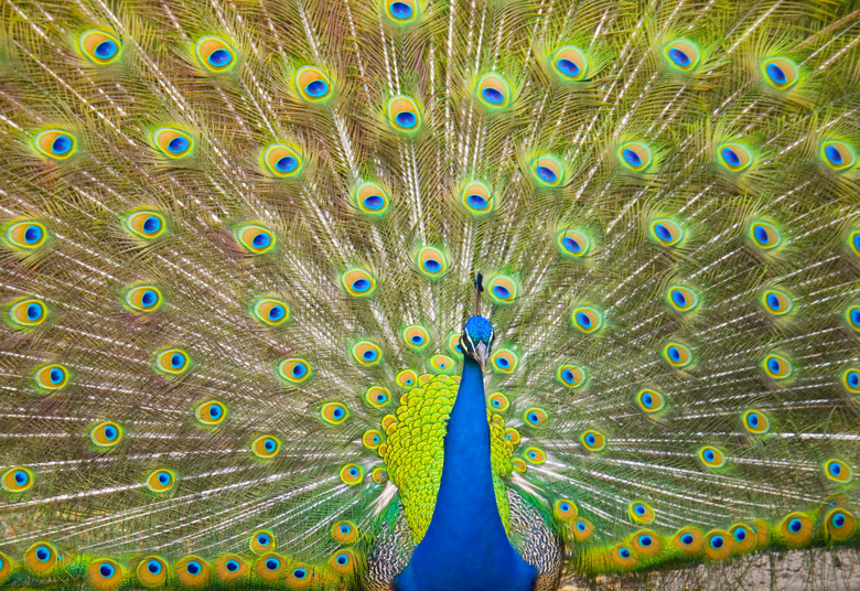 Peacock With Tail Out