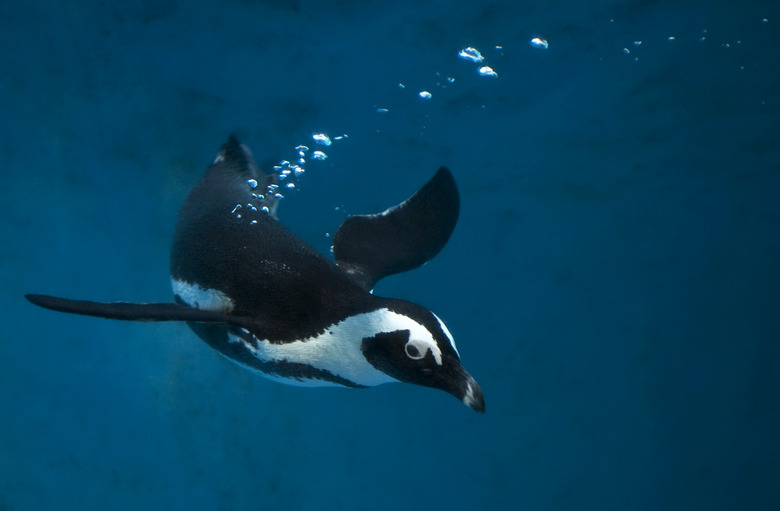 Penguin swimming underwater in blue water