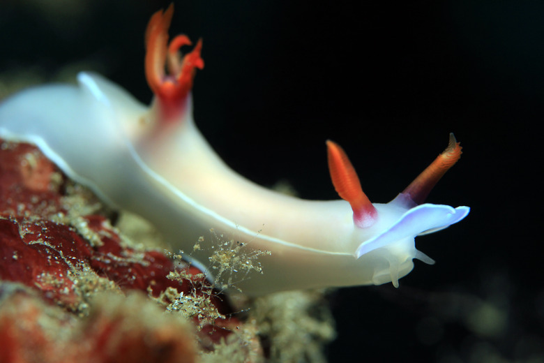 Hypselodoris Bullockii