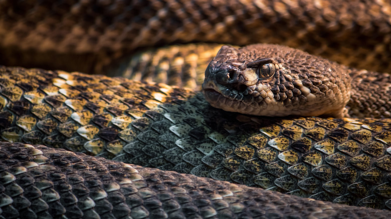 Rattlesnake closeup