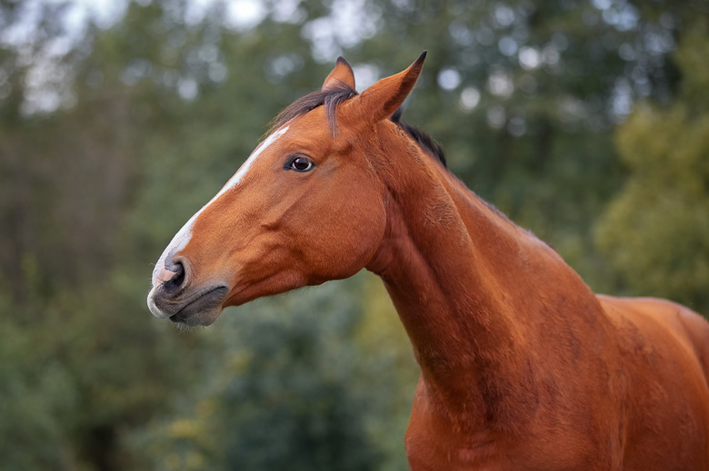 Emotional portrait of a bay Hanoverian horse