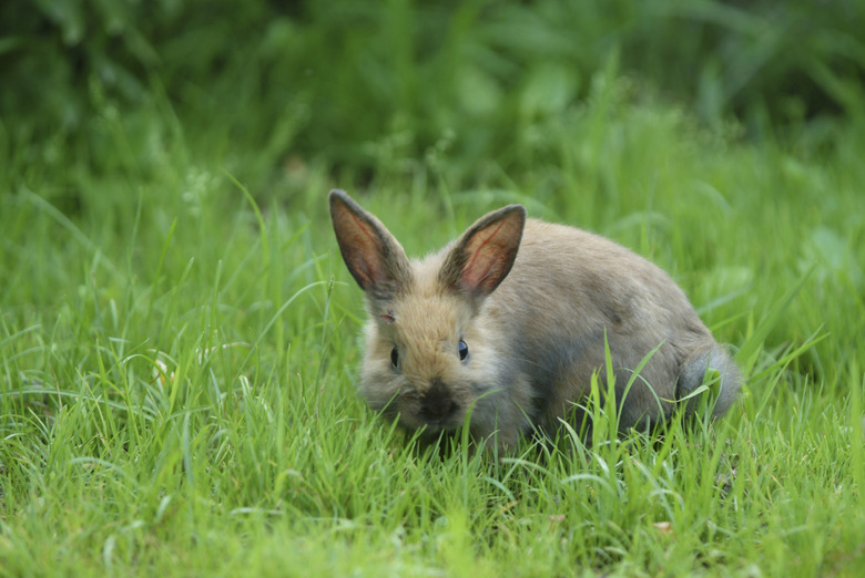 Rabbit grazing in grass