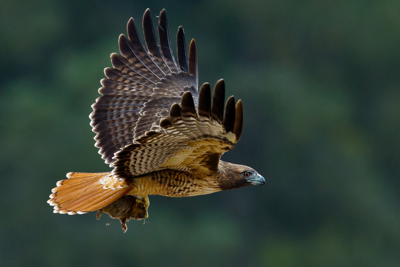 Red-tailed Hawk with a Gopher.