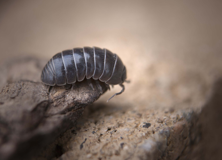 Roly Poly bug looking over the edge