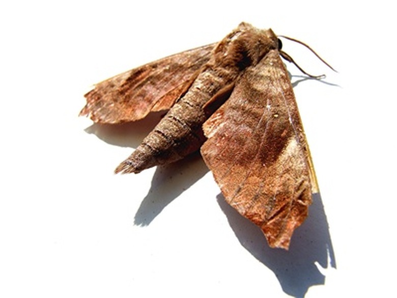 Life Span of Brown House Moths