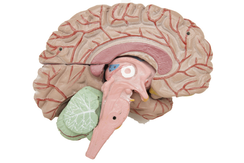 Anatomical model of human brain, cross-section