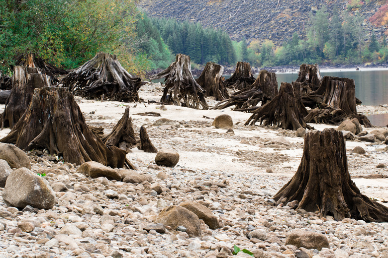 Tree stumps after deforestation located around Alpine lake in Austria