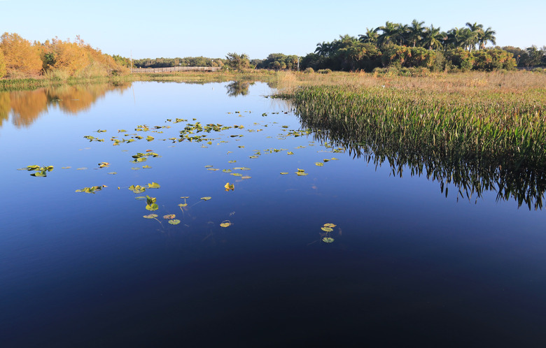 Wetland in a Nature Preserve in South Florida - Green Cay