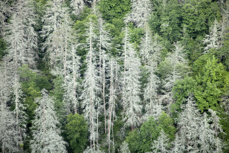 Eastern Hemlocks dead in Appalachians