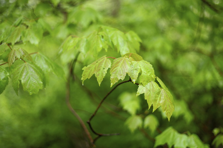 Early morning leaves