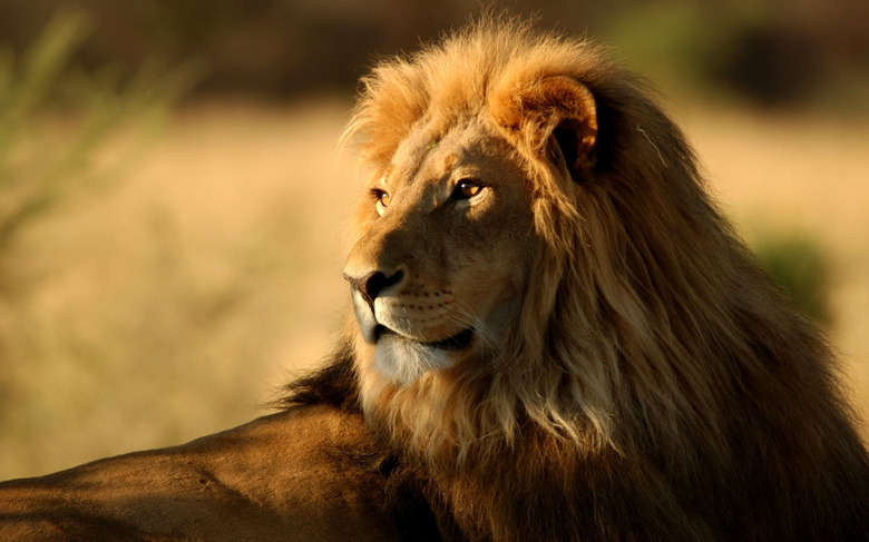 How Have Lions Adapted to Their Environment?