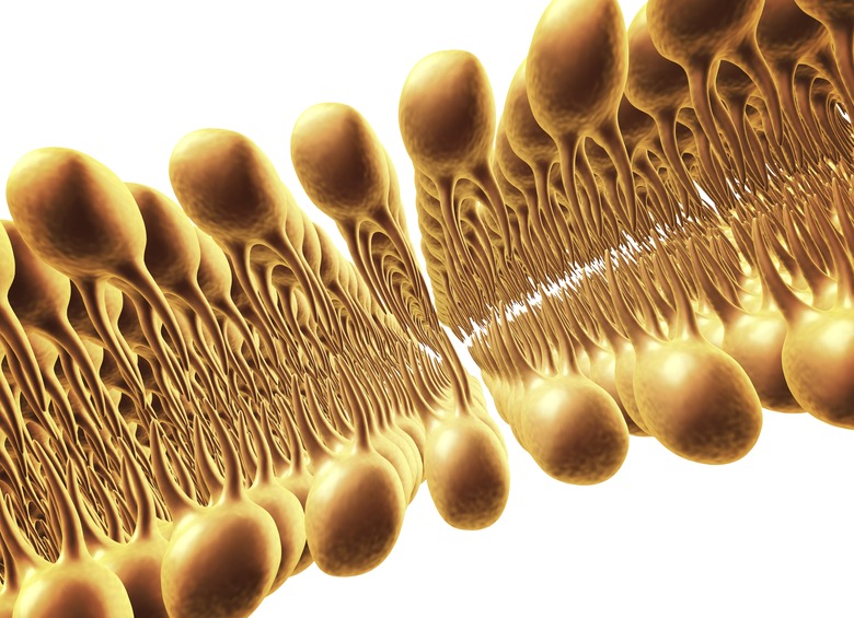 Cell membrane lipid bilayer, artwork