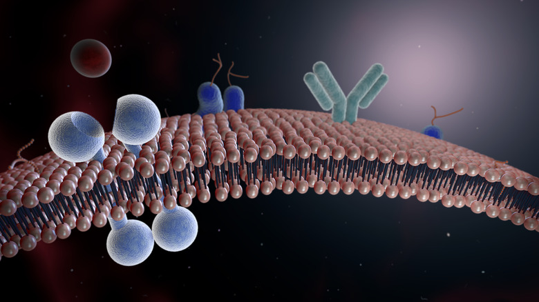 Where are Lipids Located in the Body?