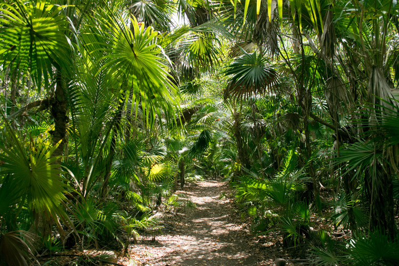 Footpath in the tropical rainforest of Tulum, Mexico