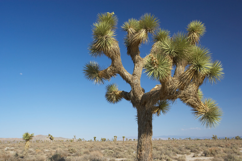 Joshua Tree National Park, Mohave Desert, California