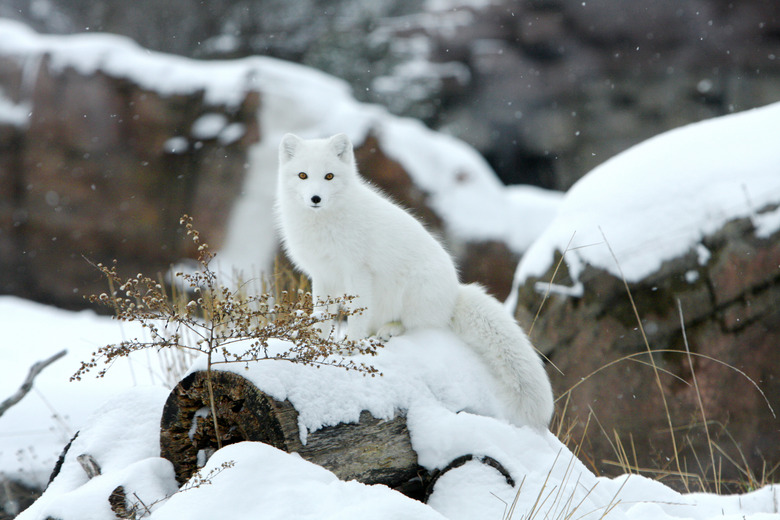 Arctic fox in snow