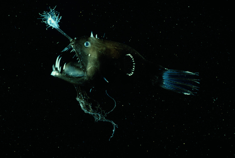 Deep sea anglerfish (Linophryne arborifera)