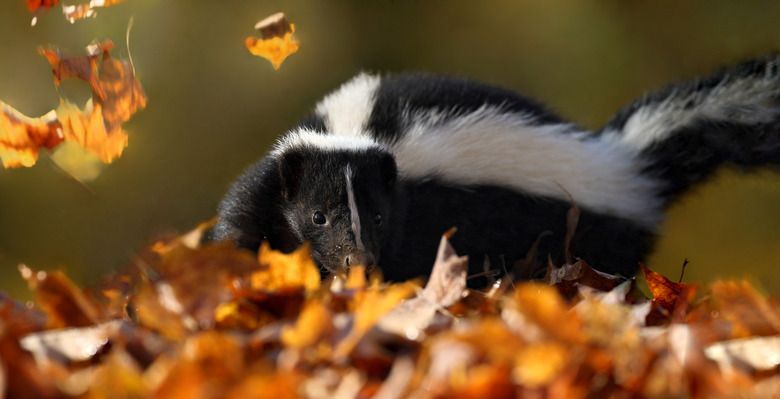 skunk in nature during fall