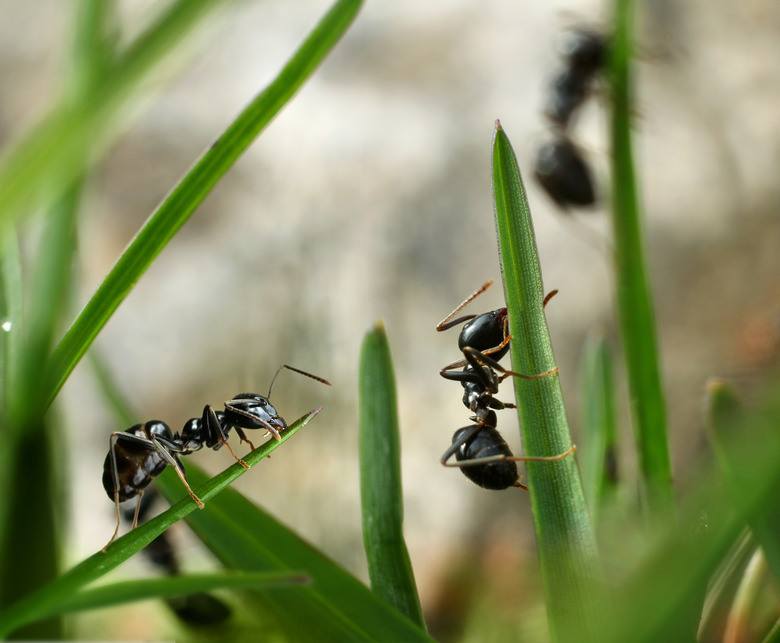 Black ants invasion conquering garden