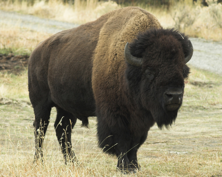 Buffalo