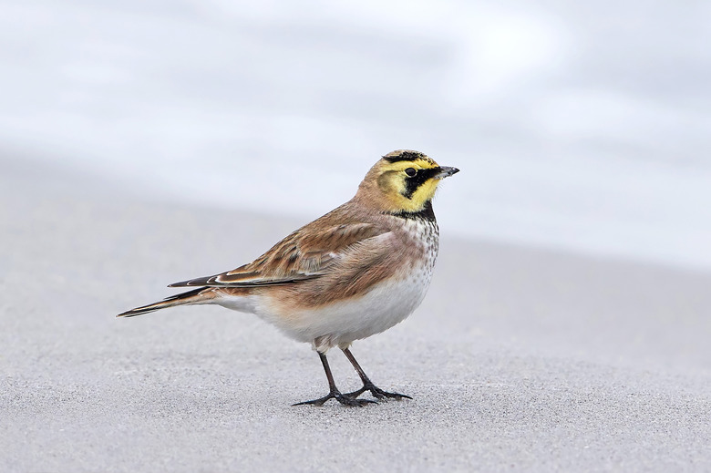 Horned lark (Eremophila alpestris)