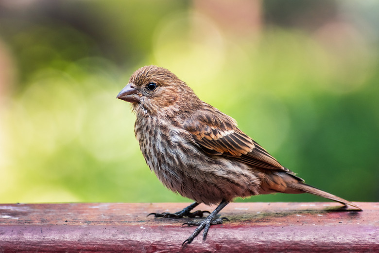 Close up of House Finch (Haemorhous mexicanus) standing on a wooden ledge; San Francisco Bay Area, California; blurred green background