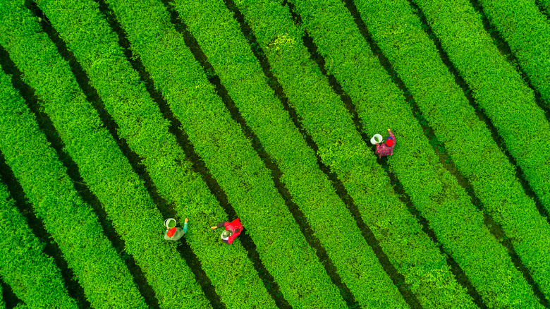 Tea plantation.Chinese tea.