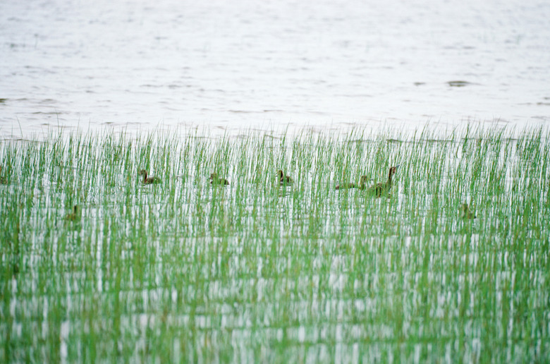 Waterfowl swimming among reeds