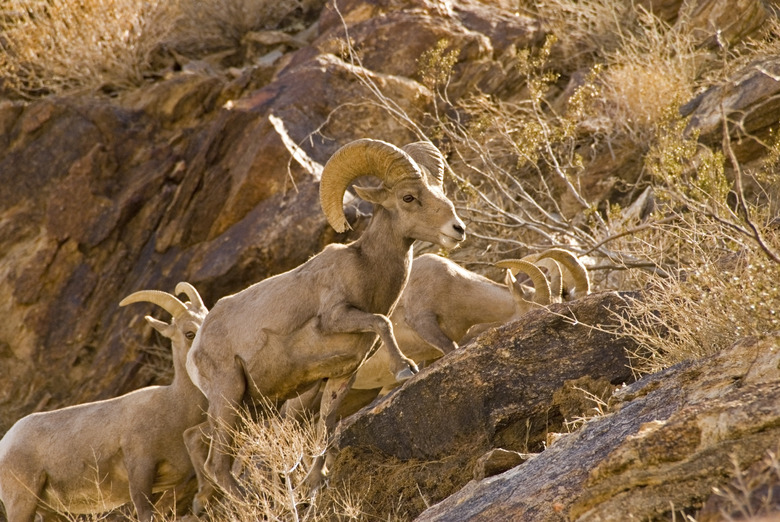 Mountain sheep in desert