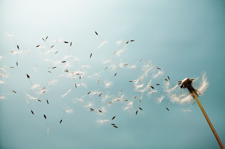 Dandelion (Taraxacum) in the wind