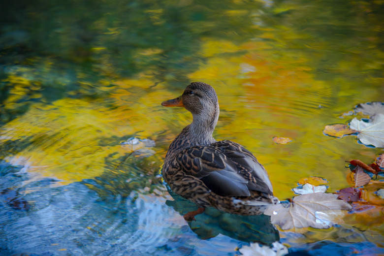 Beautiful wild duck