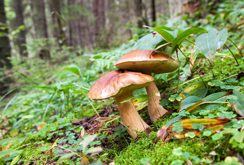 List of Fungi Benefits