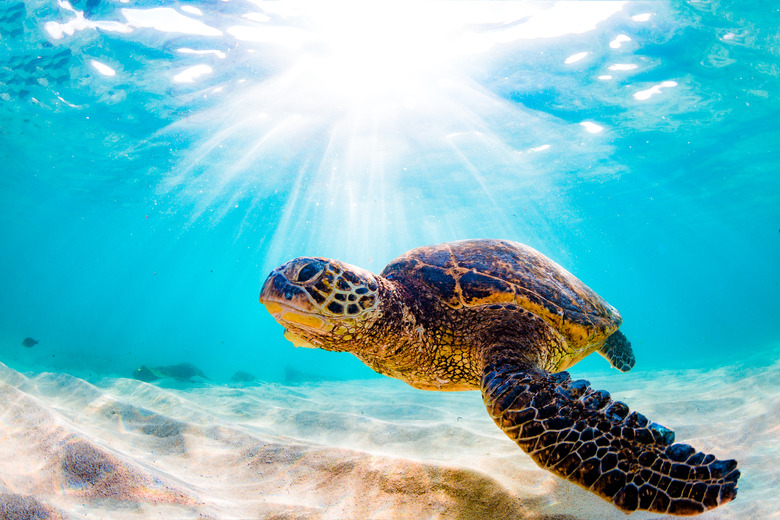 List of Herbivores in the Ocean: Beautiful Hawaiian Green Sea Turtle