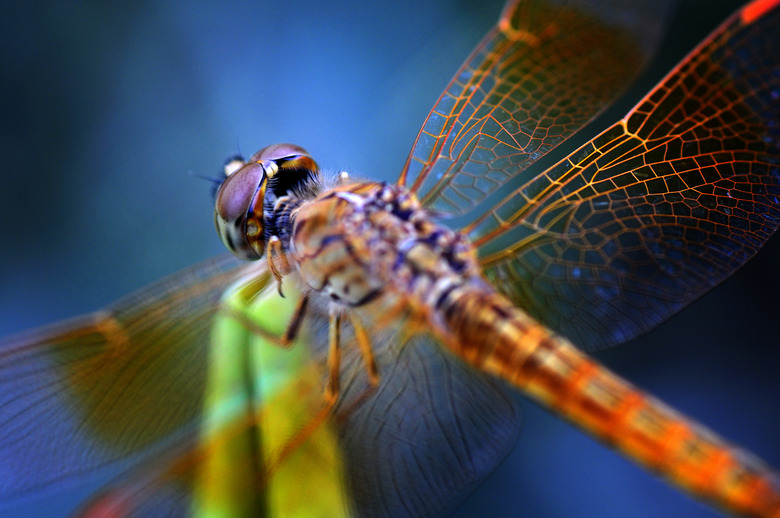 dragonfly