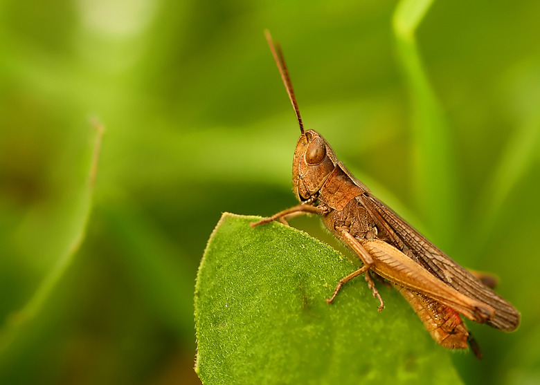 Grasshopper