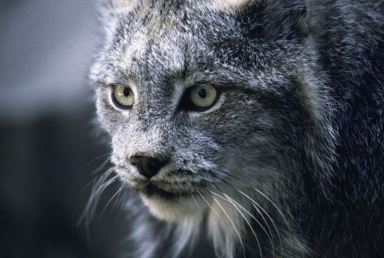 Close-up of bobcat's face