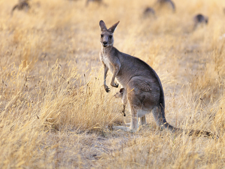 Kangaroo with Joey on the sunset