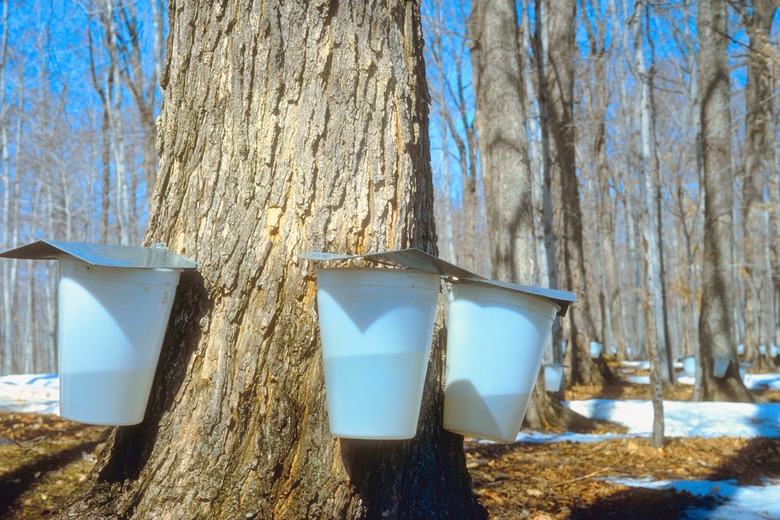 Syrup containers on a tree