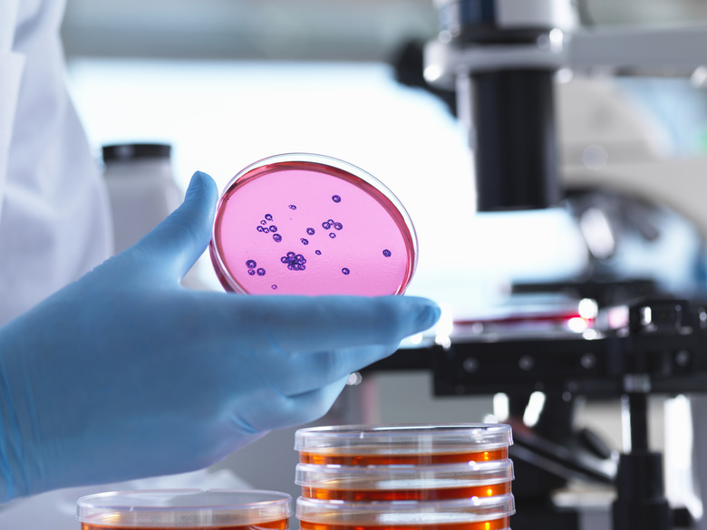 Microbiology, Scientist using an inverted light microscope to view culture growth in petri dishes during a experiment in a laboratory