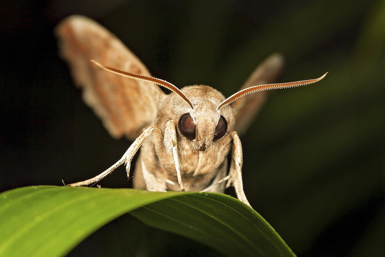 brown moth