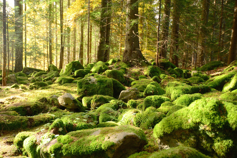 Beautiful green stones in an autumn forest