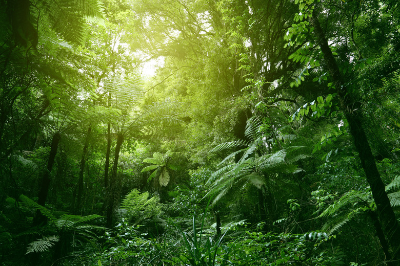 Canopy of jungle