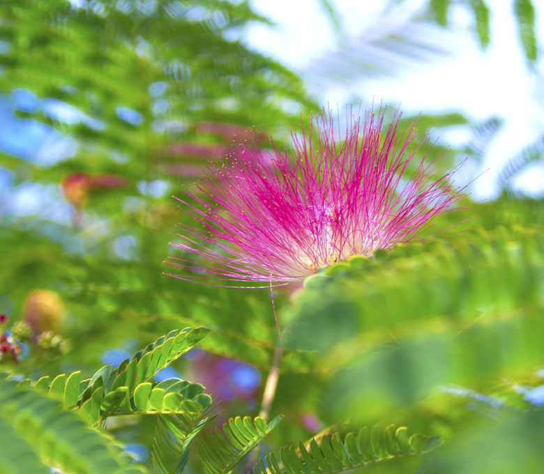 Albizia julibrissin - silk tree