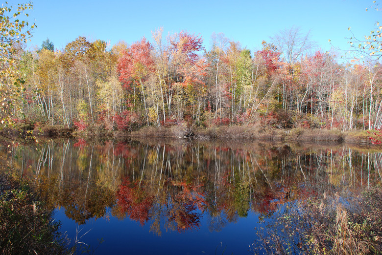 Autumn Pond