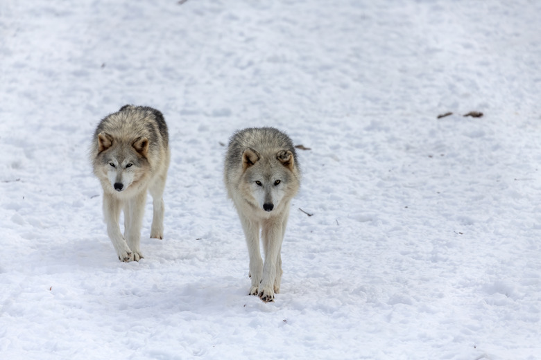 Grey wolf (Canis lupus)  also known in north america as Timber wolf in winter.