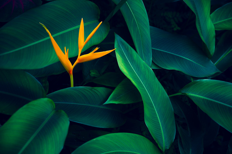 tropical leaves colorful flower on dark tropical foliage nature background dark green foliage nature