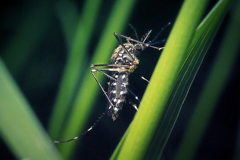 Aedes japonicus Asian Bush Mosquito Insect